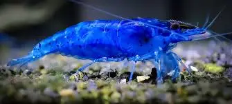 BLUE SHRIMP